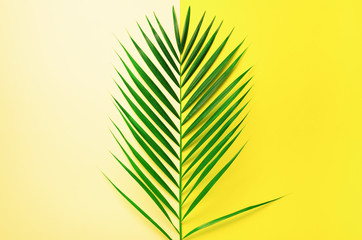 Styled summer concept. Tropical palm leaves on yellow and blue background. Minimal nature. Creative flat lay with copy space. Top view