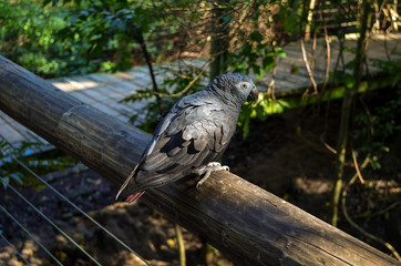 Grey parrot in Birds of Eden, South Africa