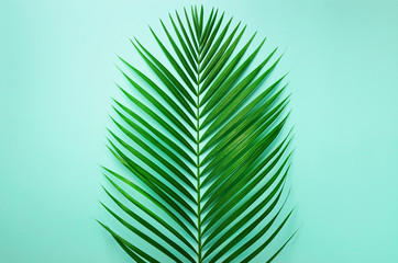 Minimal summer concept. Top view green leaf on punchy pastel paper. Creative flat lay with copy space. Tropical palm leaves on blue background.