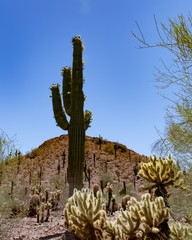Beautiful Cactus in the Desert