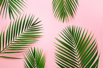 Fototapeta na wymiar Tropical palm leaves on pastel pink background. Minimal summer concept. Creative flat lay with copy space. Top view green leaf on punchy pastel paper