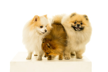Three Pomeranian dogs standing in a row looking at the camera isolated on white