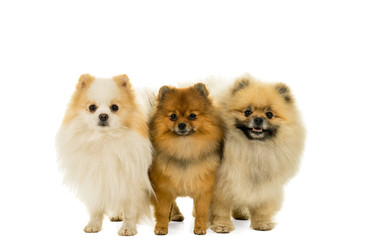 Three Pomeranian dogs standing in a row looking at the camera isolated on white