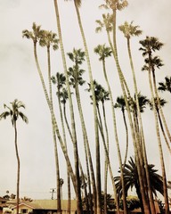 Palm Trees in Cali