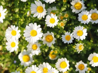 daisy white flower
