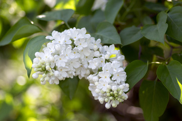Syringa vulgaris flowering plant in the olive family oleaceae, deciduous shrub with group of white flowers and green leaves