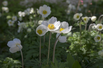 Anemone sylvestris snow white color also called snowdrop anemone, perennial flowering bunch of plants in daylight