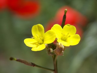 Obraz na płótnie Canvas little yellow flower 