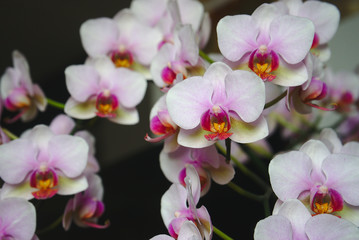 Fototapeta na wymiar orchidées roses et blanches en gros plan