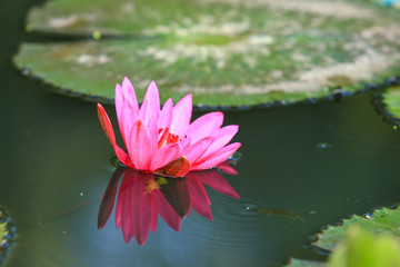 Beautiful pink lotus