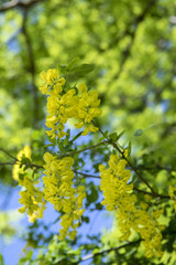 Laburnum anagyroides ornamental yellow shrub branches in bloom against blue sky
