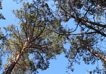 Obraz premium Tallest pine