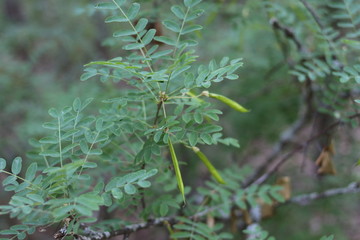Green acacia