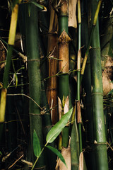 green bamboo stalks and bamboo leaves close-up