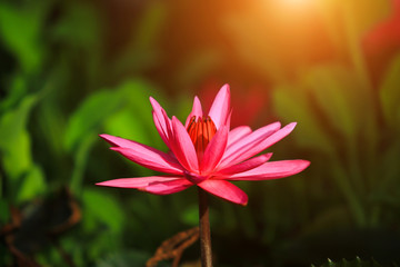 Beautiful pink lotus