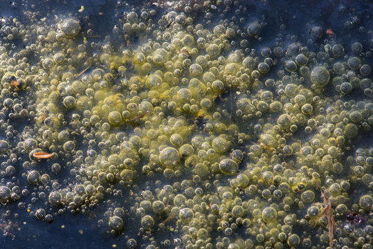 Frog spawn in the pond
