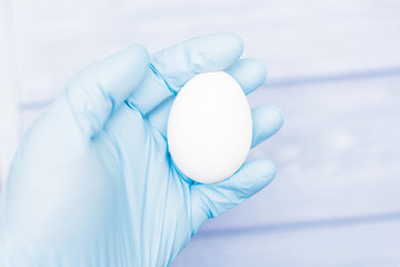 Checking the egg. A hand in a glove holds a chicken egg.
