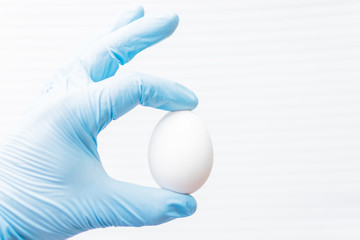 Checking the egg. A hand in a glove holds a chicken egg.