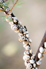 Schnecken - Baumschnecken auf Ast