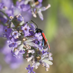 Widderchen auf Lavendelblüten