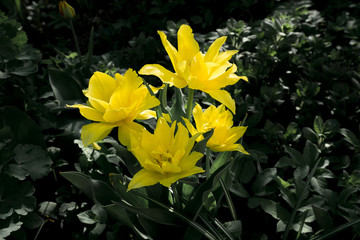 yellow tulips in a field full of flowers