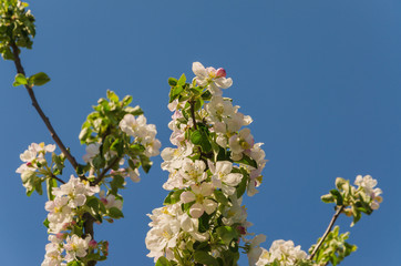 Blooming apple tree in springtime.