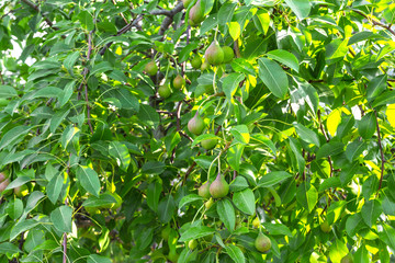 Fototapeta premium pear tree with green immature young fruits on a summer day with a copy of space, the concept of gardening and ecology