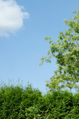 view over hedge and tree with blue sky behind