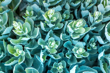 Decorative bush flowers of a green plant close-up floral holiday background for a florist, concept of ecology and gardening with copy space for text