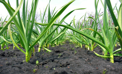 organically cultivated garlic plantation in the vegetable garden