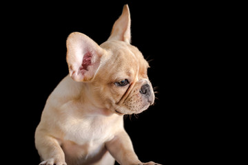 Closed up of cute french bulldog isolated on black background.
