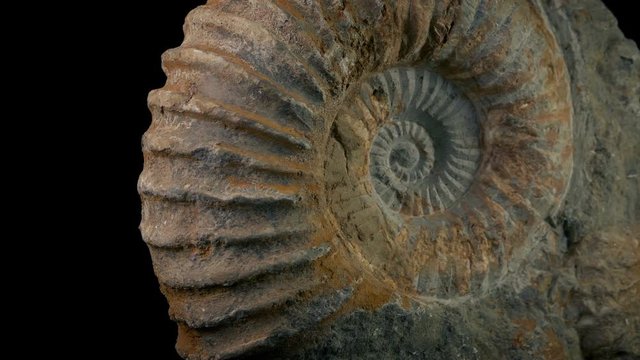 Passing Huge Jurassic Sea Shell