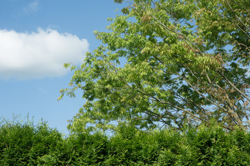 view over hedge and tree with blue sky behind