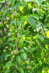 pear tree with green immature young fruits on a summer day with a copy of space, the concept of gardening and ecology