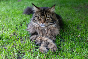 Naklejka na ściany i meble Maine Coon. The largest cat sitting on the grass