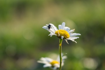Bug on daisy flower. Slovakia