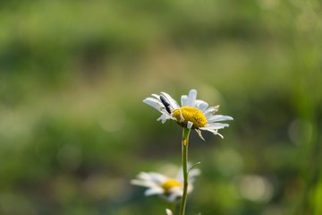 Bug on daisy flower. Slovakia