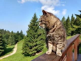 Obraz premium Cat on the wooden fence on the hill. Slovakia