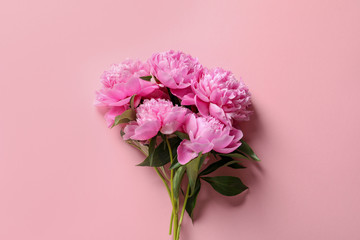 Beautiful fragrant peony flowers on color background