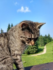 Cat on the wooden fence on the hill. Slovakia