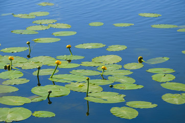 Beautiful yellow flowers and green leaves of blooming pond lily(spatterdock) on the water surface.Natural background.