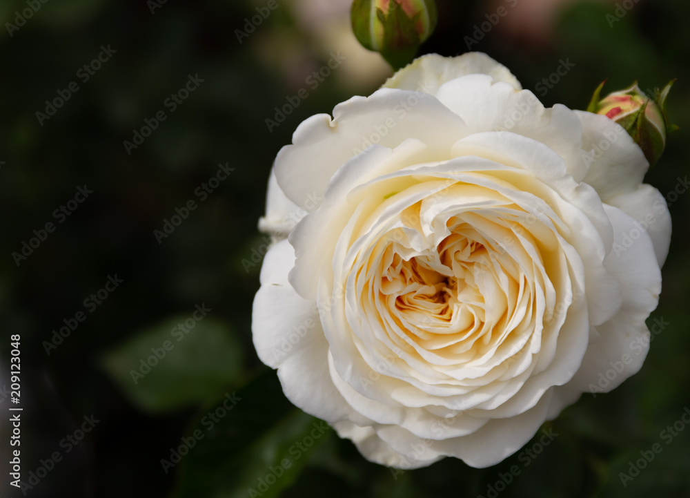 Wall mural incredible moody close-up of a cream colored rose in a garden.