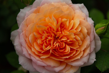 Spectacular close up of a multi-colored orange and pink rose in a rose garden.