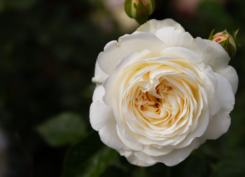 Incredible moody close-up of a cream colored rose in a garden.