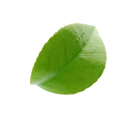 Obraz premium Green leaf of tea plant on white background
