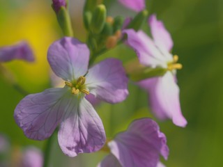 purple flowers in spring