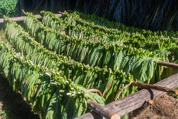 Drying tobacco leaves in Vinales valley, Cuba
