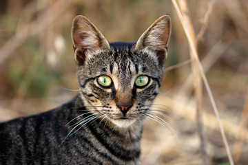 Portrait of feral striped cat in the countryside