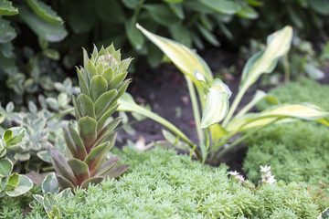 Photo of succulent and other green plants. Close-up. Natural view