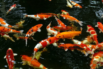 Rote Kois tummeln sich im Wasser